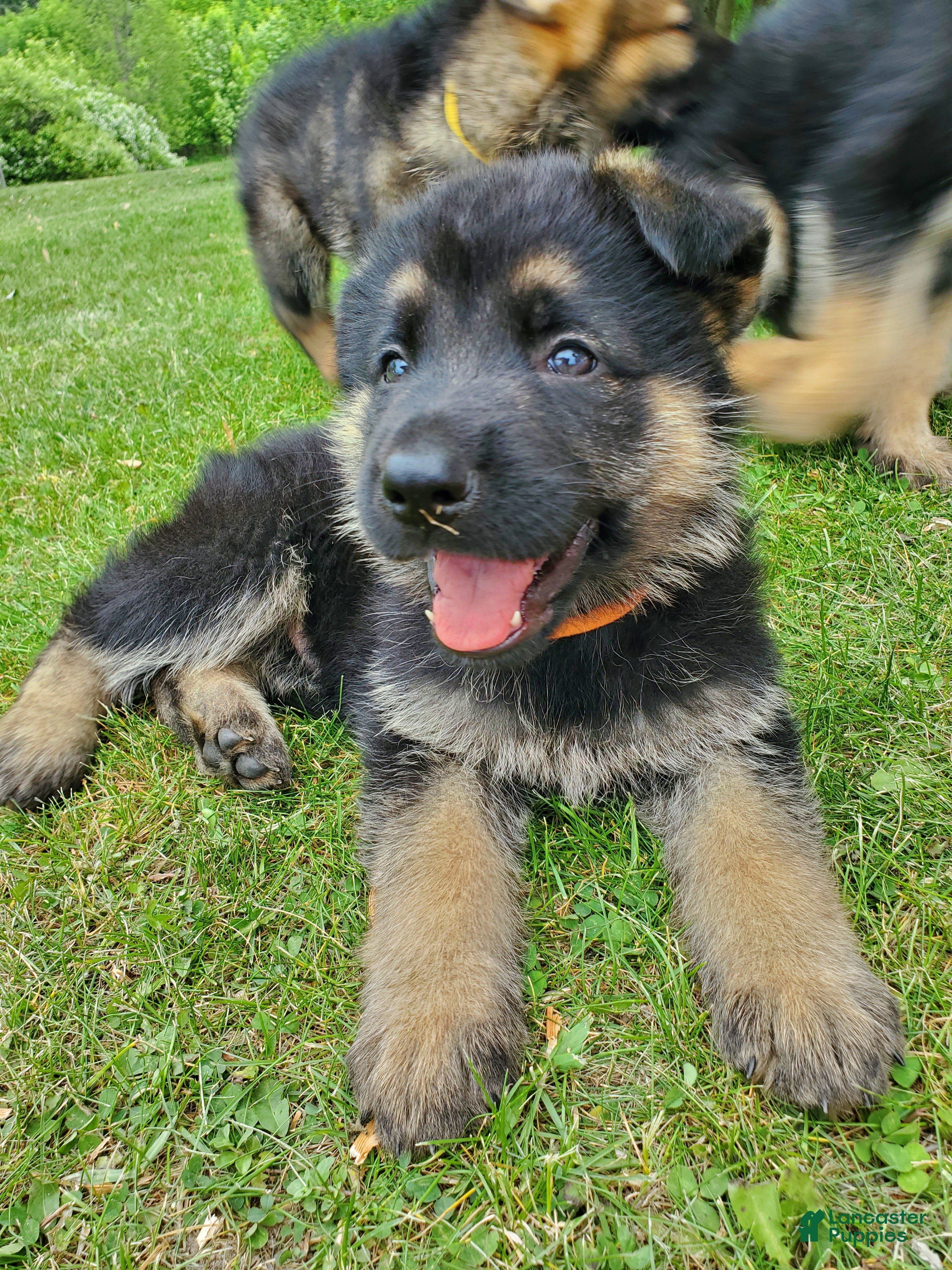 German Shepherd dogs Bravo - Ad 40