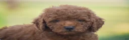Mini Goldendoodle dogs for sale: Owen (F1BB) - Ad 6