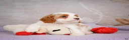 Cavapoo dogs for sale: Layla - Ad 6