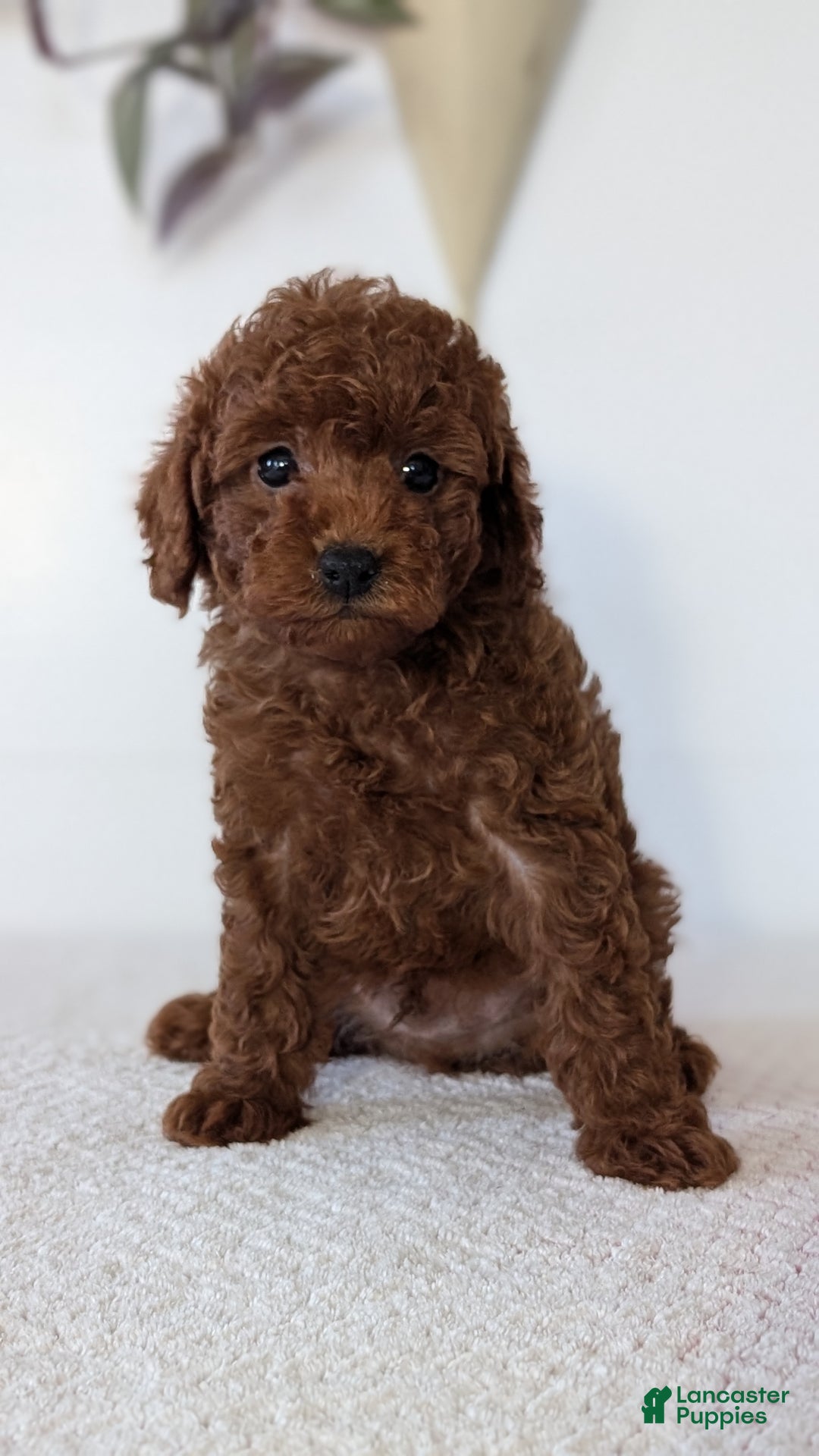 Toy Poodle dogs for sale: Chief - Ad 3