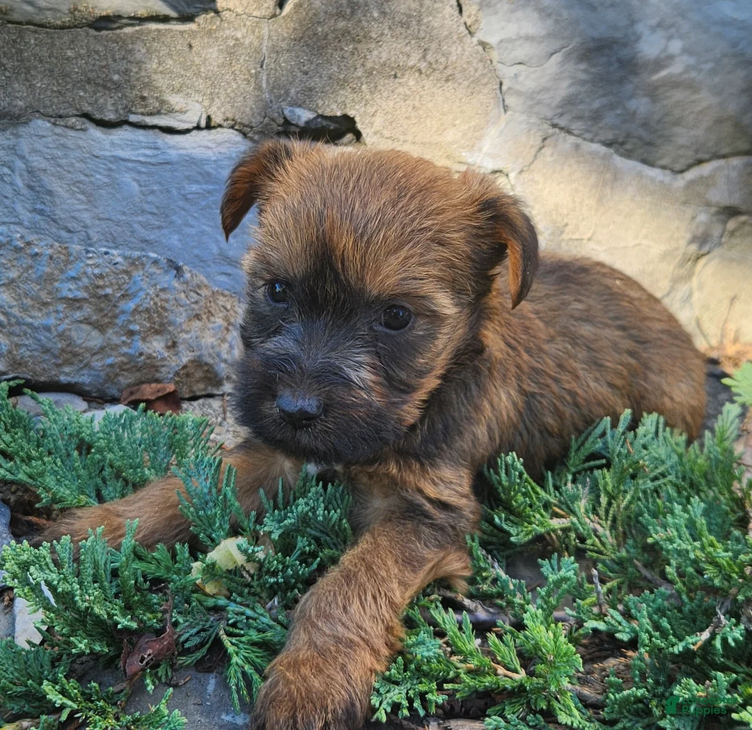 Mixed Breed dogs for sale: Bonnie - Ad 2