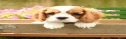 Cavalier King Charles Spaniel dogs for sale: Avery - Ad 3