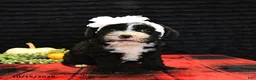Mixed Breed dogs for sale: Elsa - Ad 4