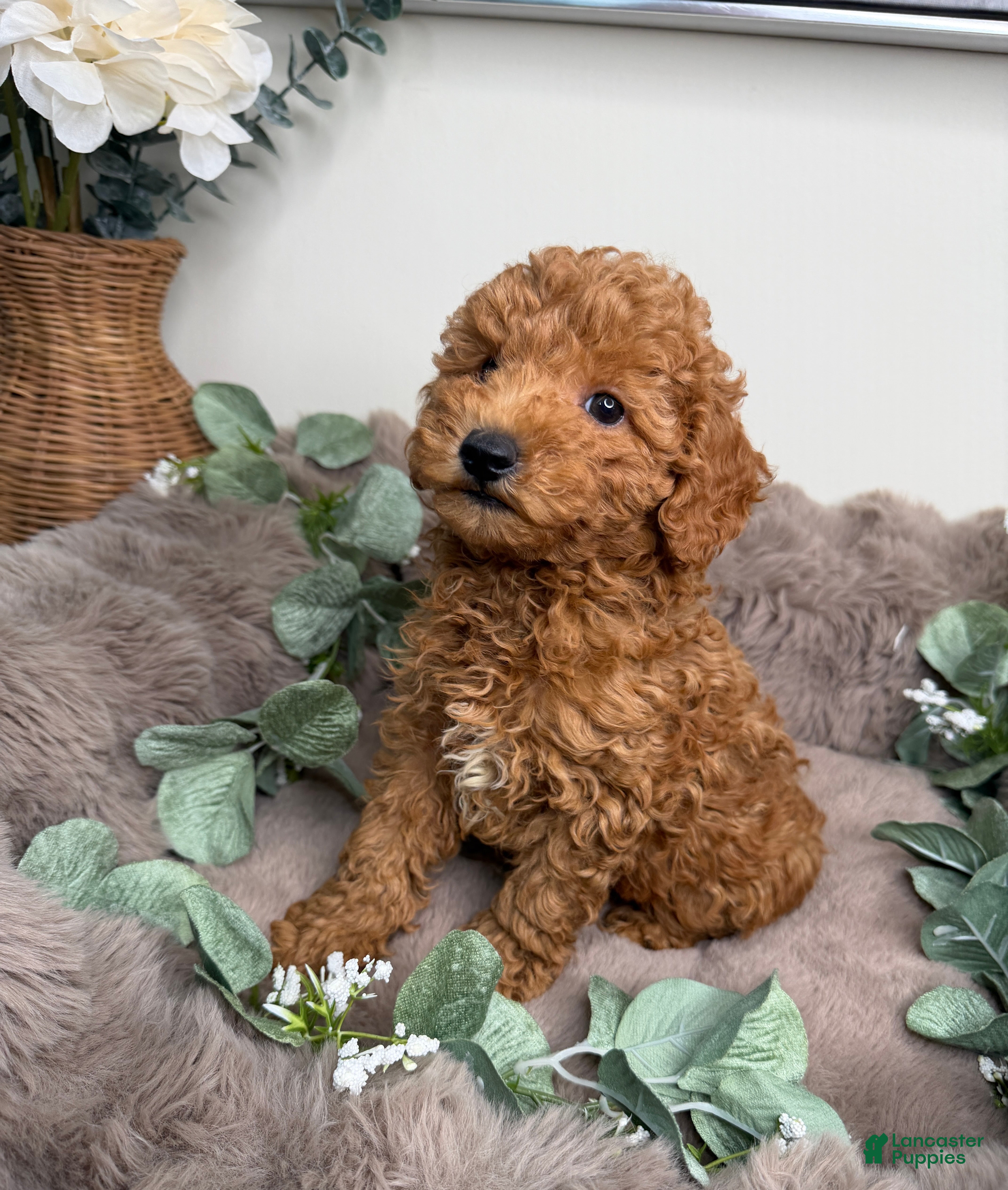 Mini Goldendoodle dogs Honey 🍯 | Female Goldendoodle Puppy - Ad 2