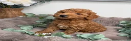 Mini Goldendoodle dogs for sale: Honey 🍯 | Female Goldendoodle Puppy - Ad 2