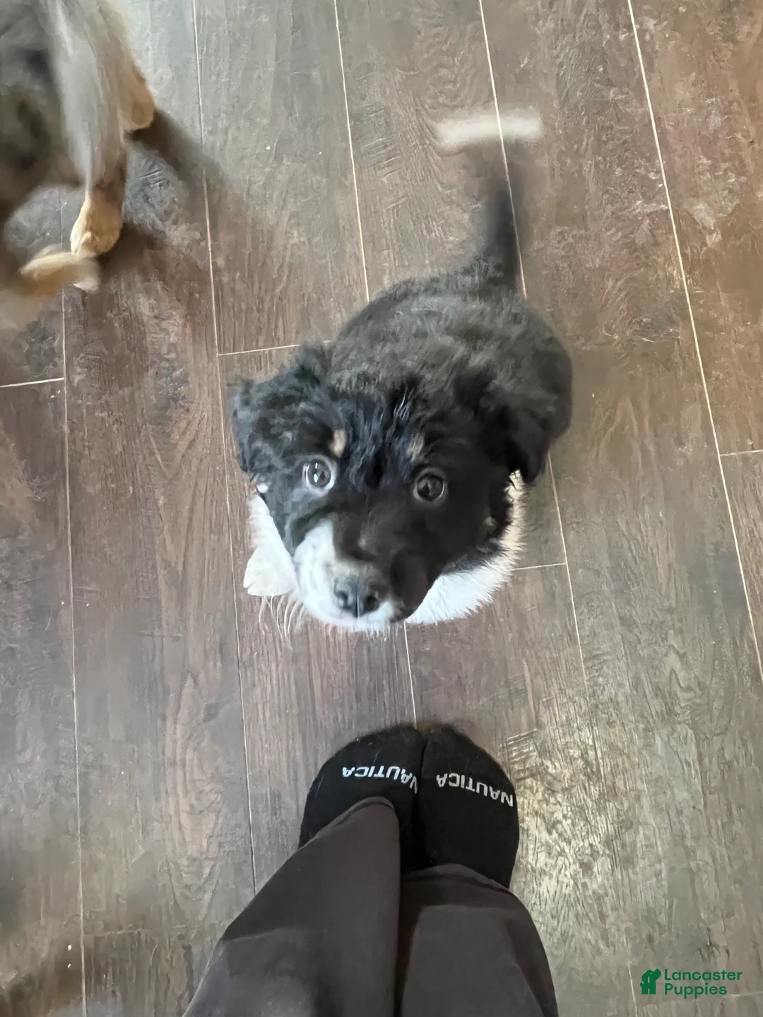 Mixed Breed dogs for sale: Eve - Ad 4