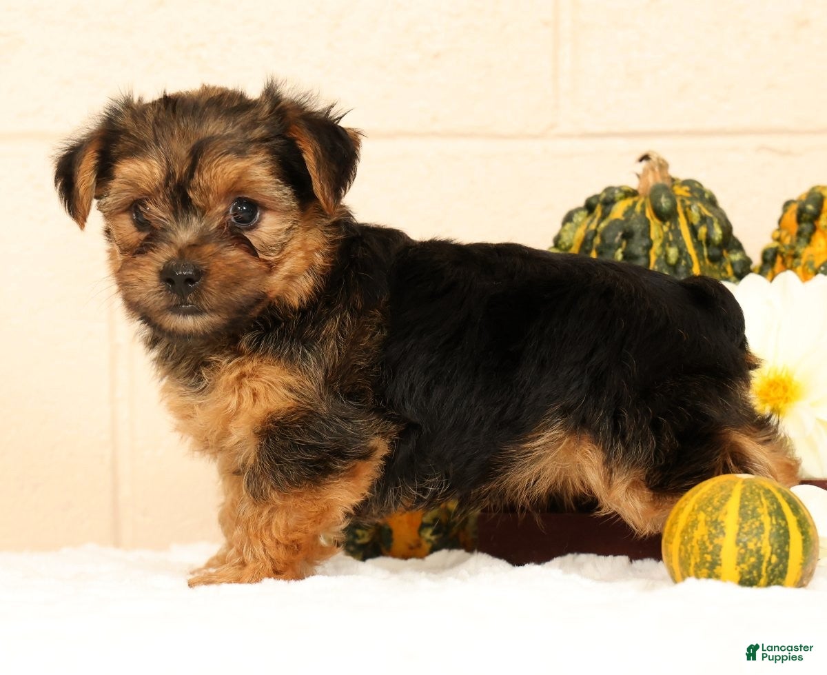 Yorkshire Terrier dogs Pumpkin - Ad 2