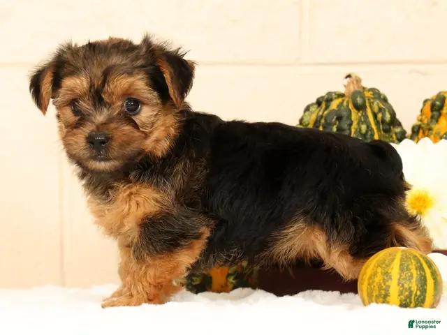 Yorkshire Terrier dogs for sale: Pumpkin - Ad 2