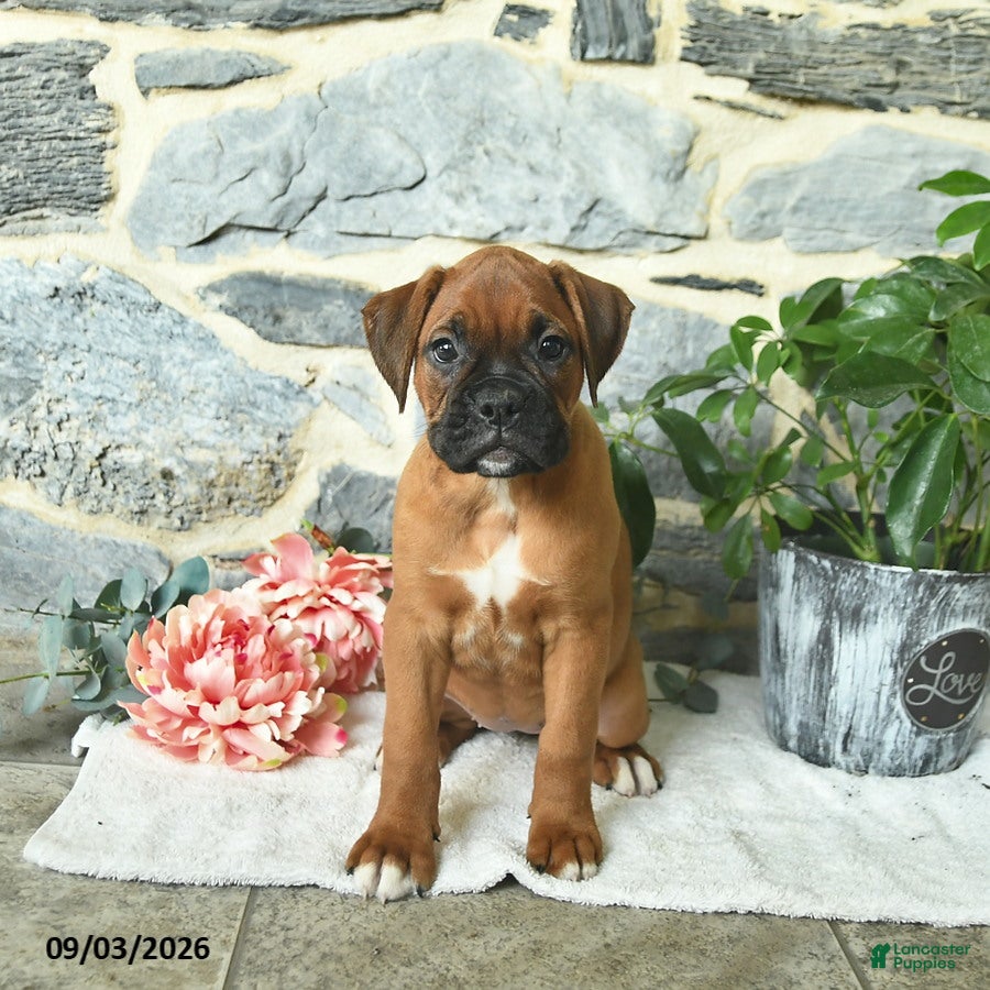 Boxer dogs Cinnamon - Ad 1