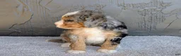 Mini Bernedoodle dogs for sale: Milton  - Ad 3