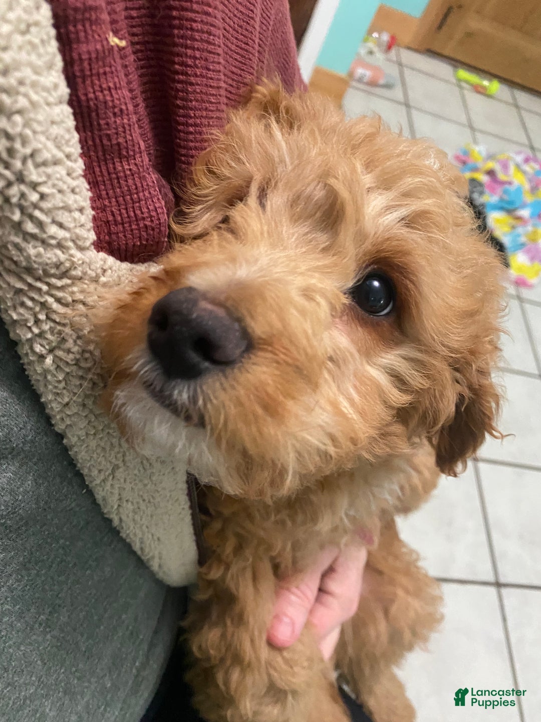 Mini Goldendoodle dogs for sale: Mini Goldendoodle Puppy Nick  - Ad 3