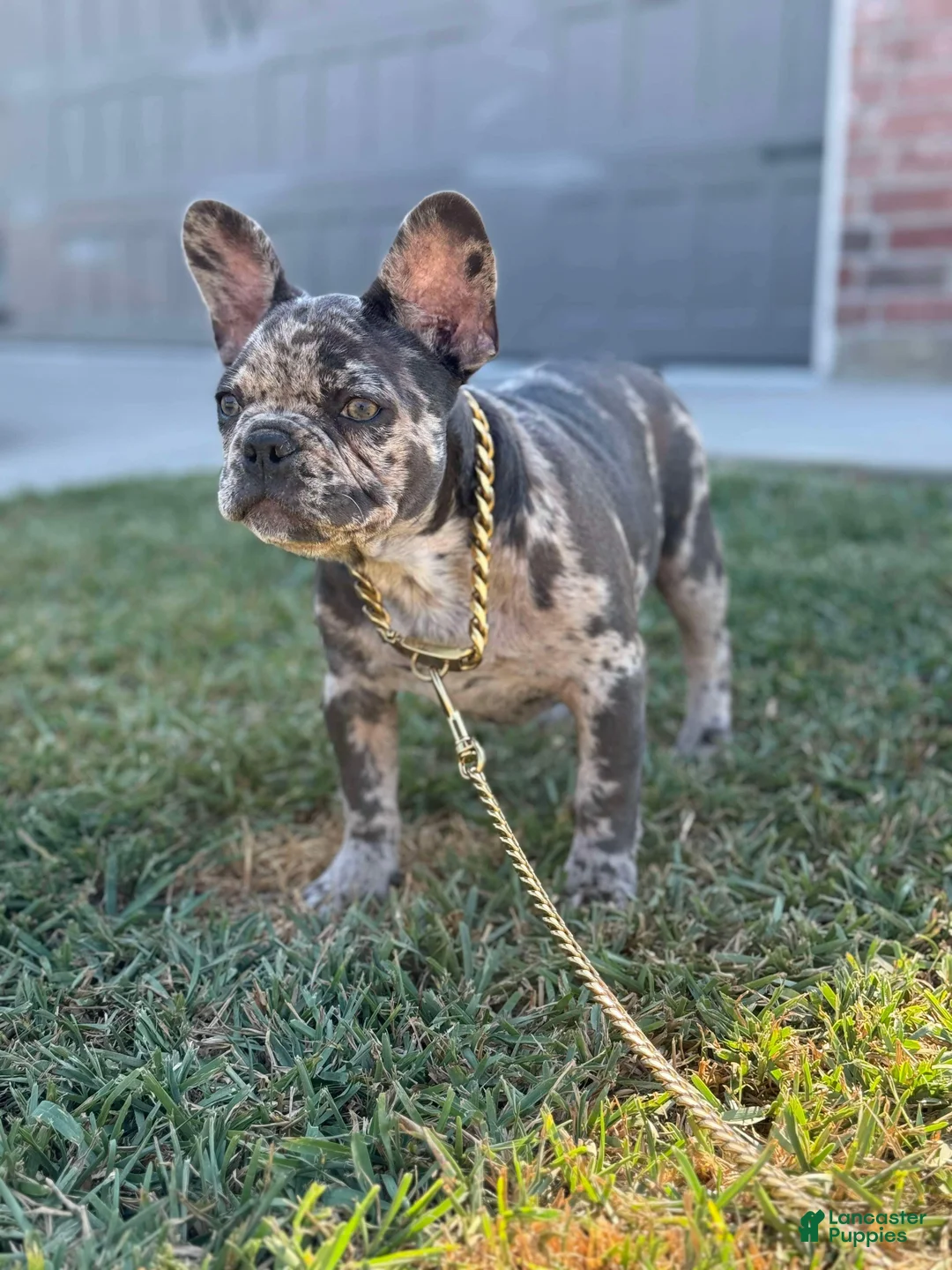 French Bulldog dogs for sale: French Bulldog Puppy 2 - Ad 3