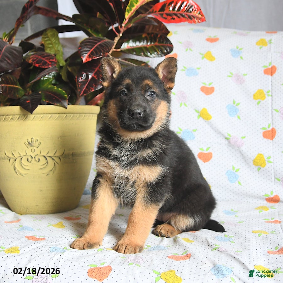 German Shepherd dogs Winnie - Ad 2