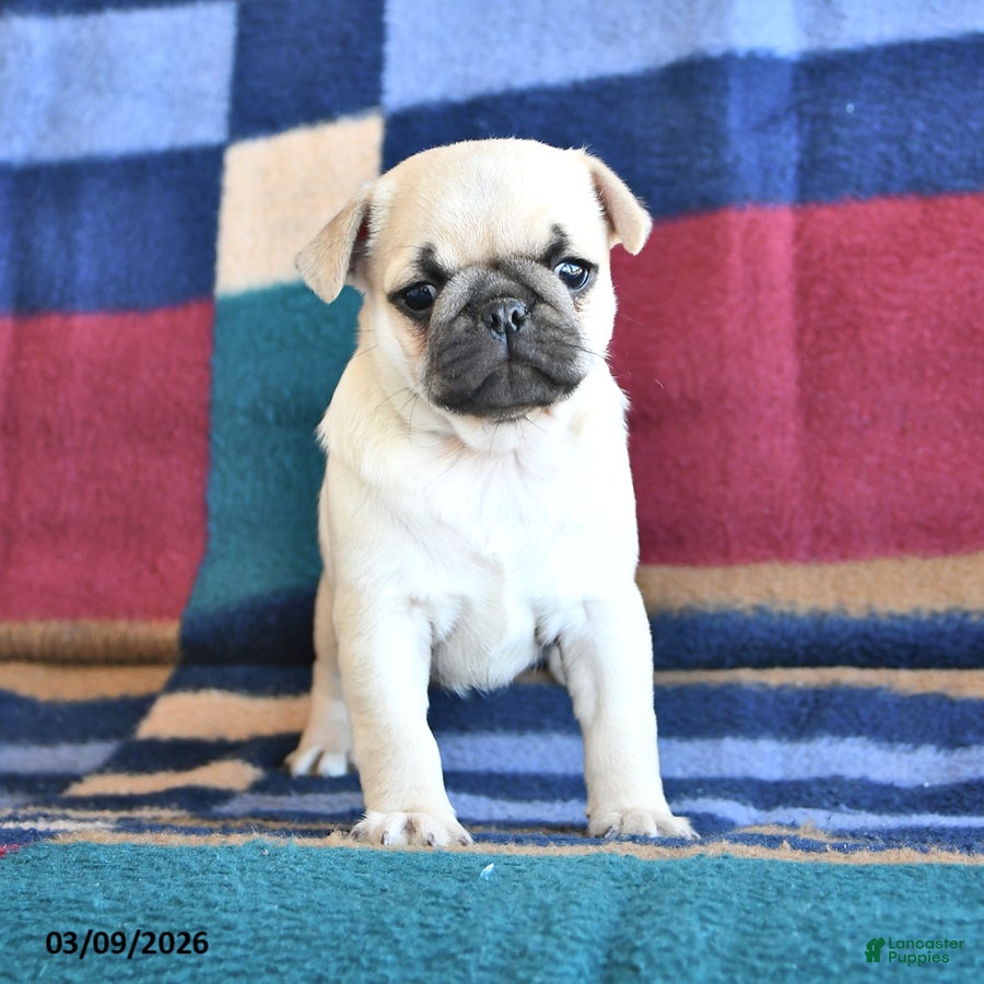 Pug dogs Willie - Ad 2