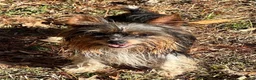 Yorkshire Terrier dogs for sale: Yorkshire Terrier 2 - Ad 7