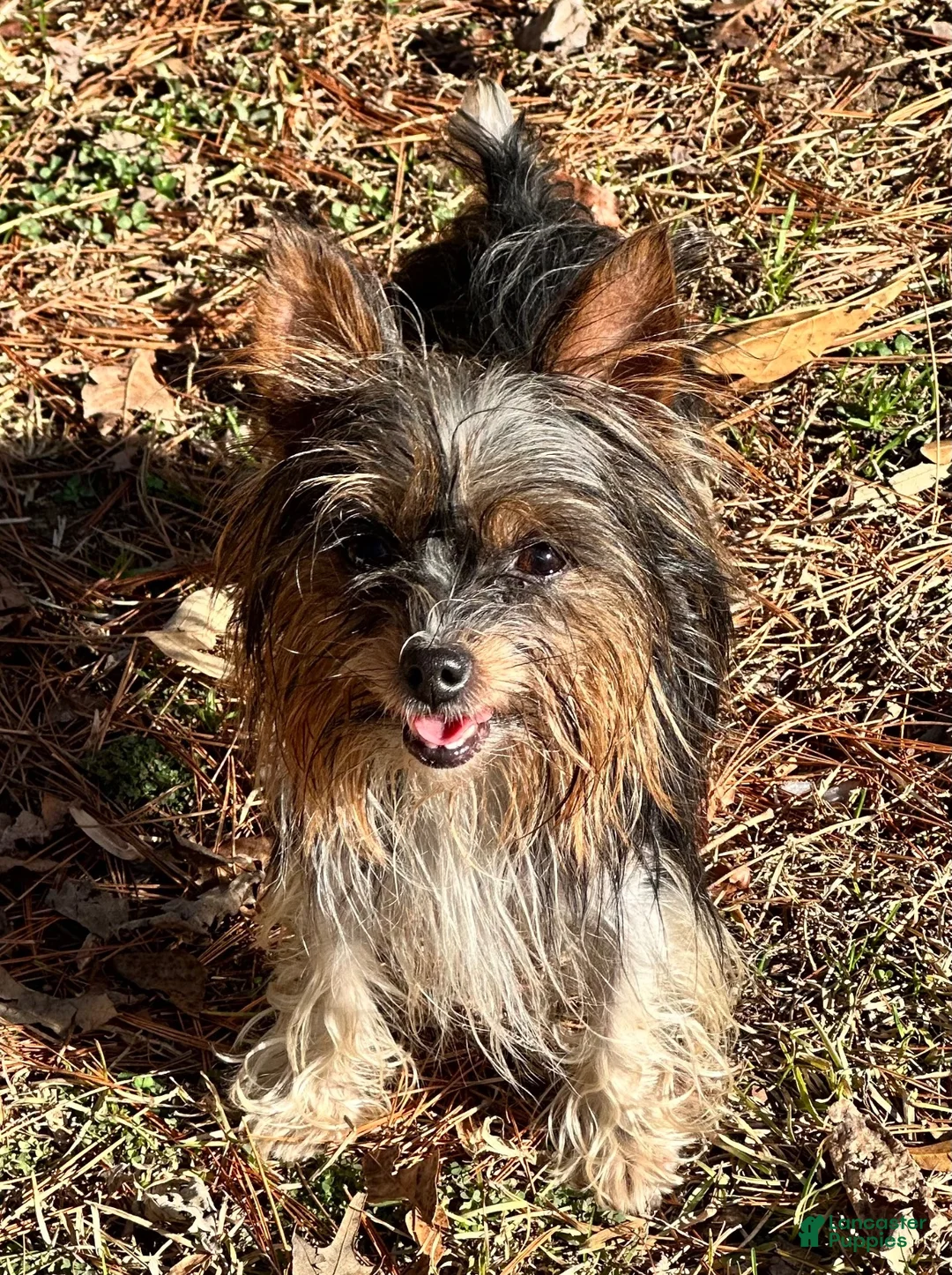 Yorkshire Terrier dogs for sale: Yorkshire Terrier 2 - Ad 7