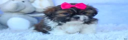 Shih Tzu dogs for sale: STELLA - Ad 11