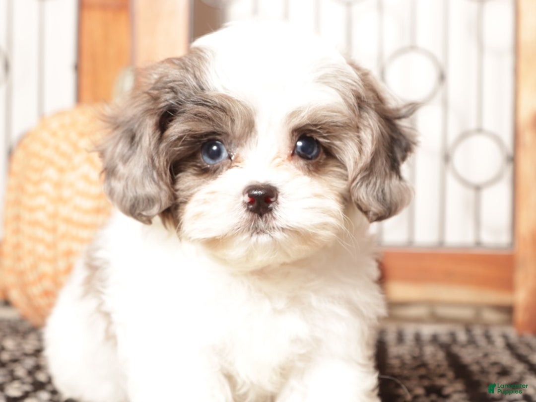 Shihpoo dogs for sale: Louie Male Toy ShihPoo Puppy - Ad 1