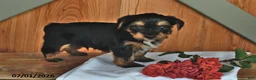 Mixed Breed dogs for sale: Raymond - Ad 4