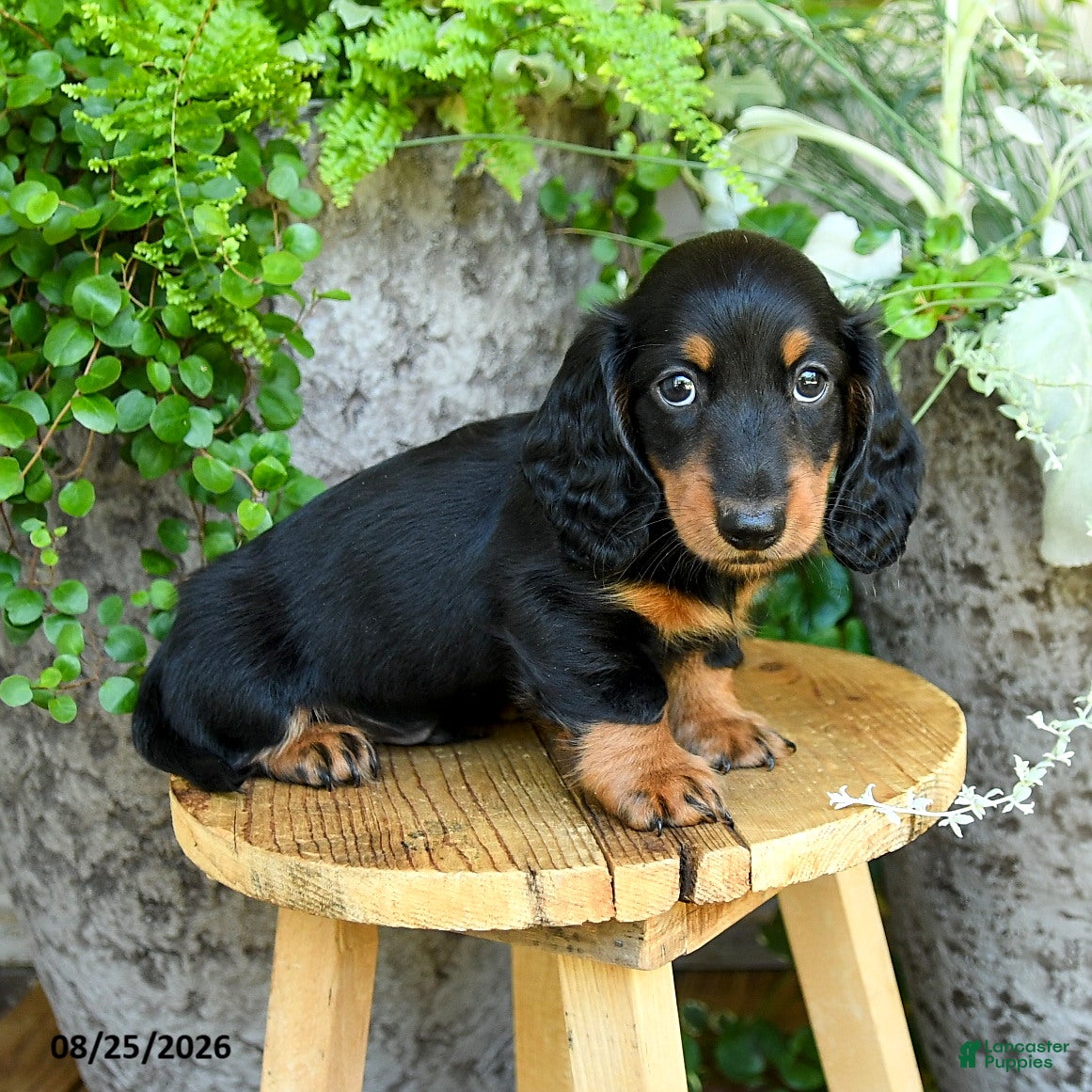 Miniature Dachshund dogs Elliot - Ad 1