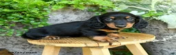 Miniature Dachshund dogs for sale: Elliot - Ad 1