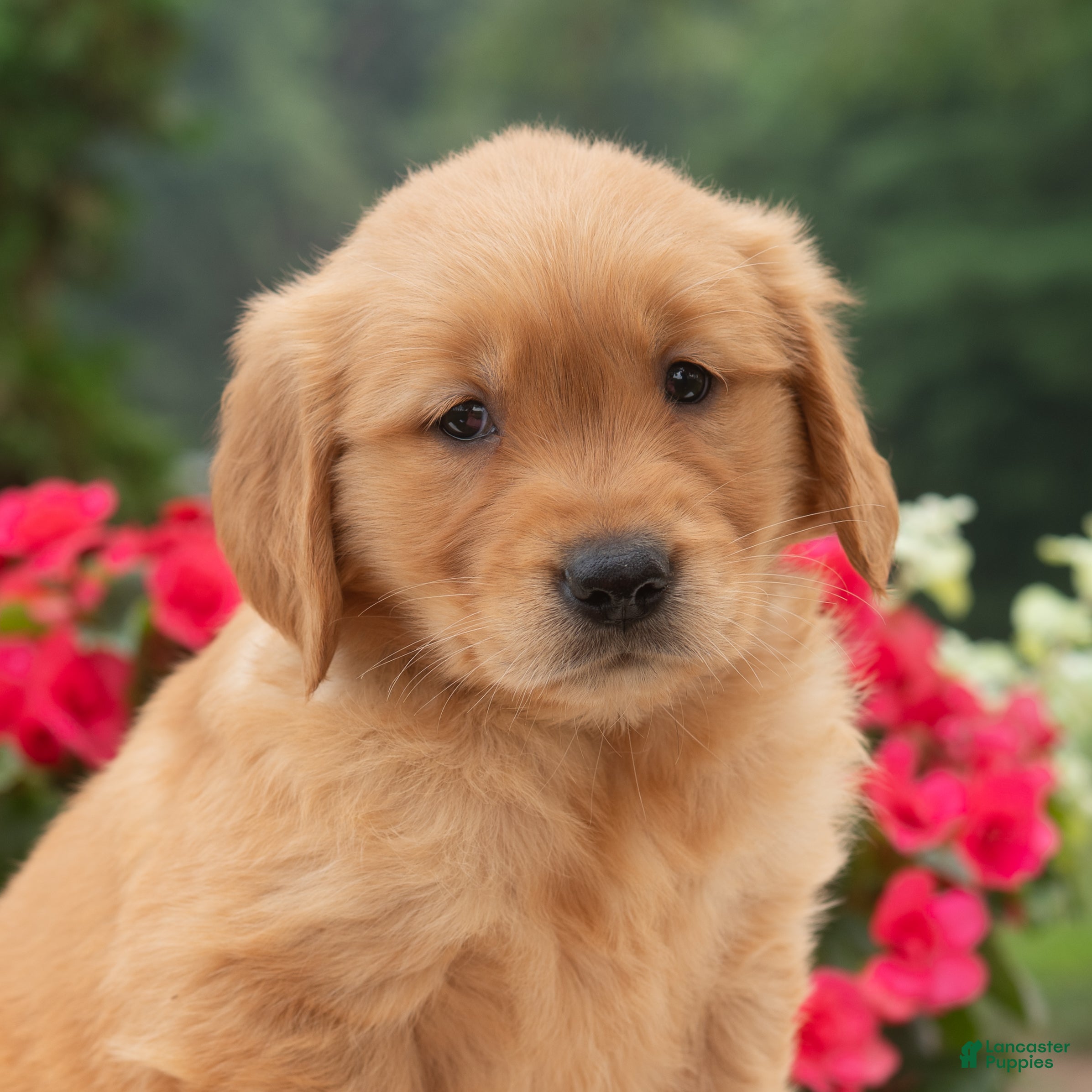 Golden Retriever dogs Kanisha  - Ad 1