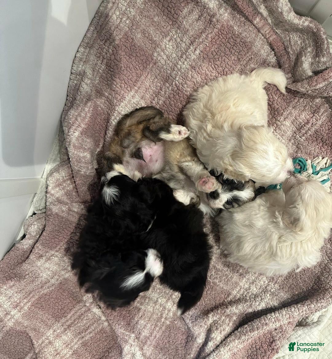 Maltipoo dogs for sale: Joel - Ad 10