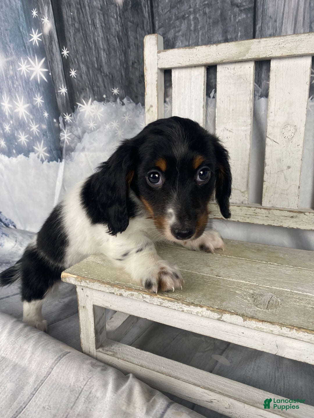 Miniature Dachshund dogs for sale: Benny - Ad 9