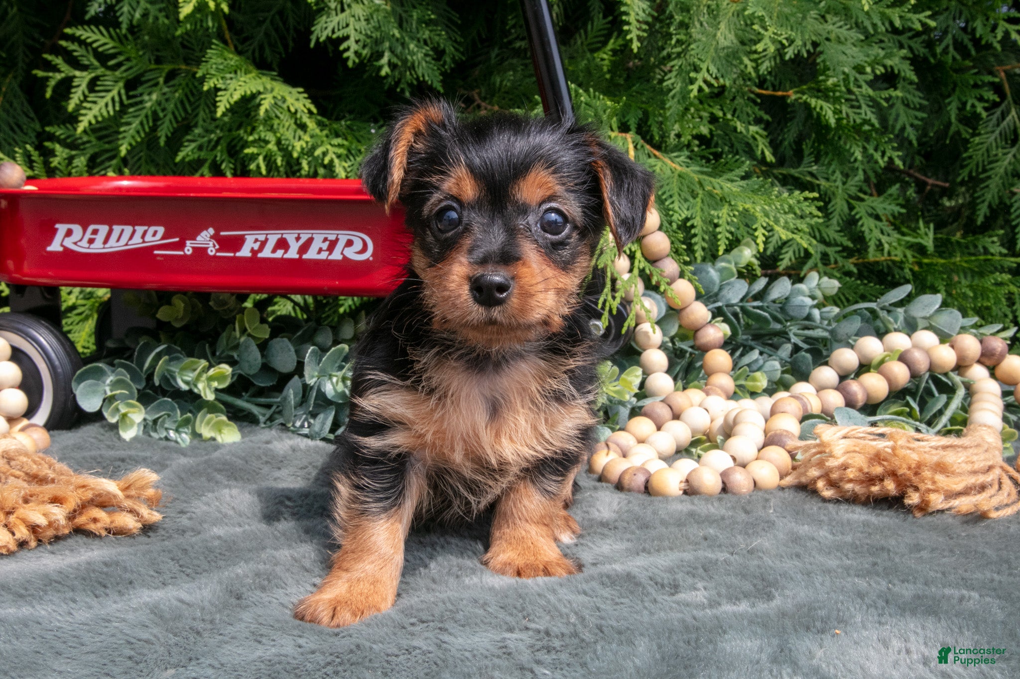 Yorkshire Terrier dogs for sale: Peony - Ad 3