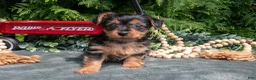 Yorkshire Terrier dogs for sale: Peony - Ad 1