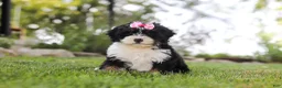 Mini Bernedoodle dogs for sale: Annie - Ad 1