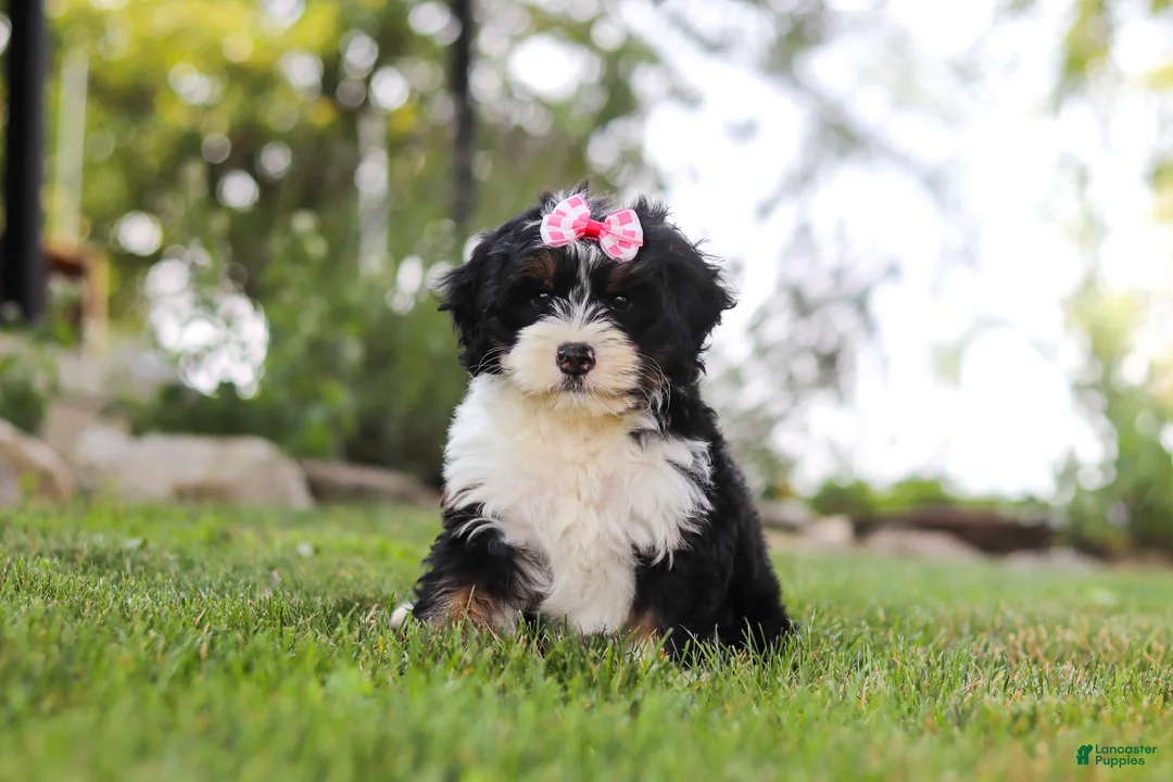 Mini Bernedoodle dogs for sale: Annie - Ad 1