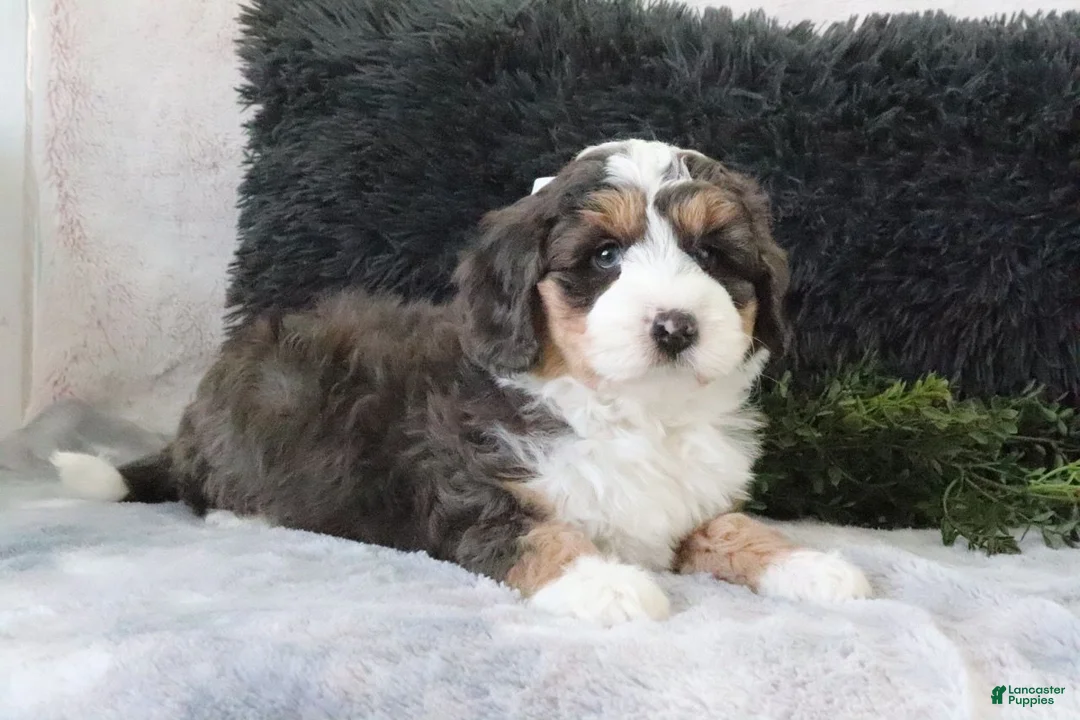 Mini Bernedoodle dogs for sale: Benson - Ad 2