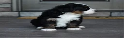 Mini Bernedoodle dogs for sale: Jewel - Ad 13