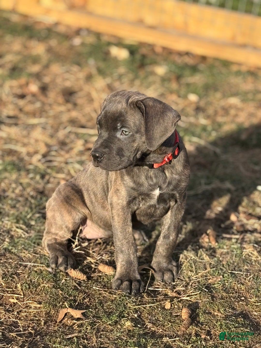 Cane Corso dogs for sale: Stormii - Ad 28