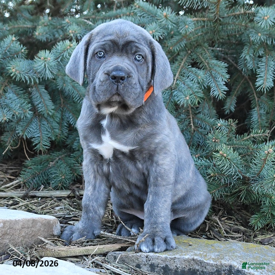 Cane Corso dogs Havock - Ad 2