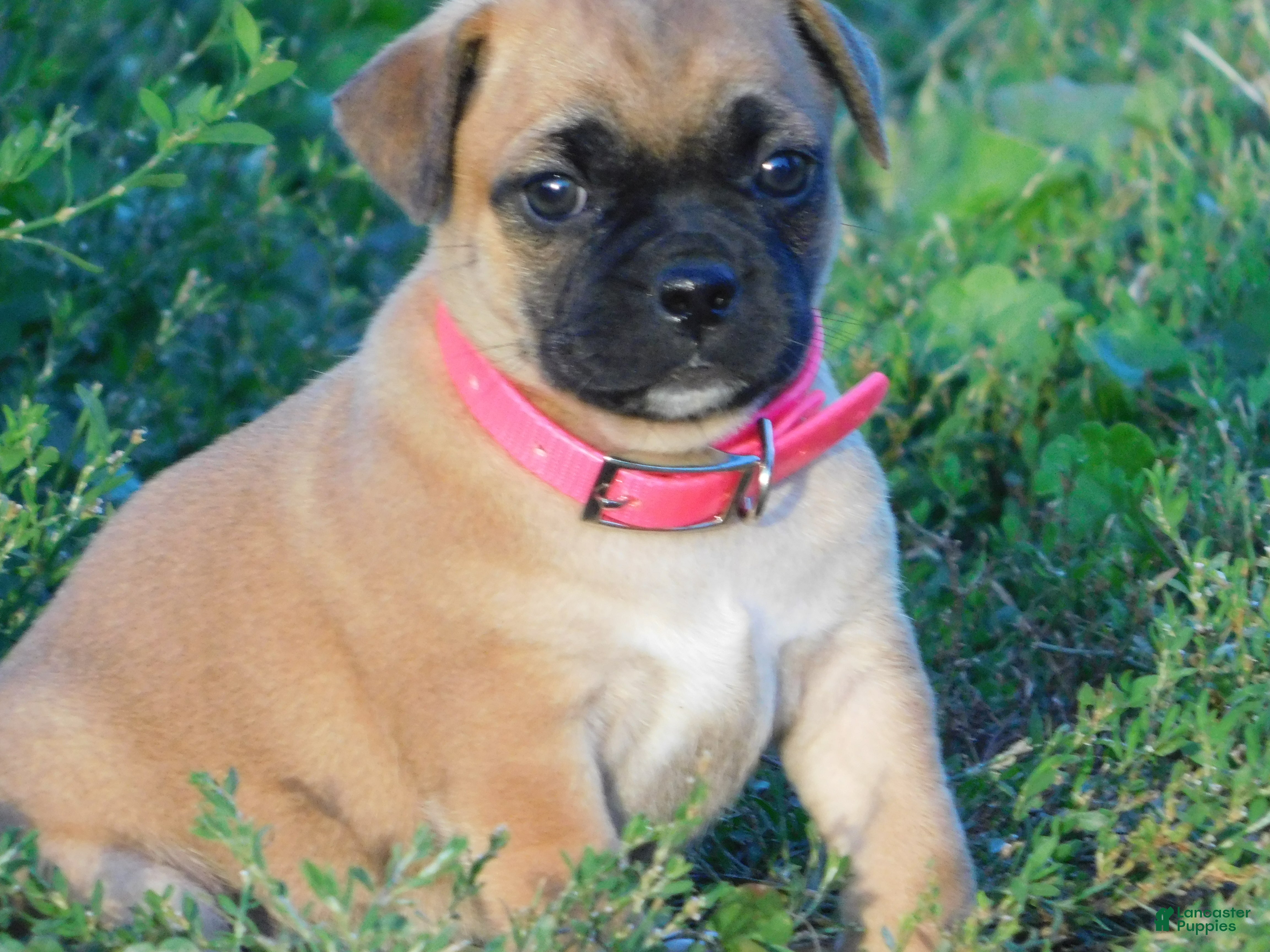 Jug dogs Peony - Ad 1
