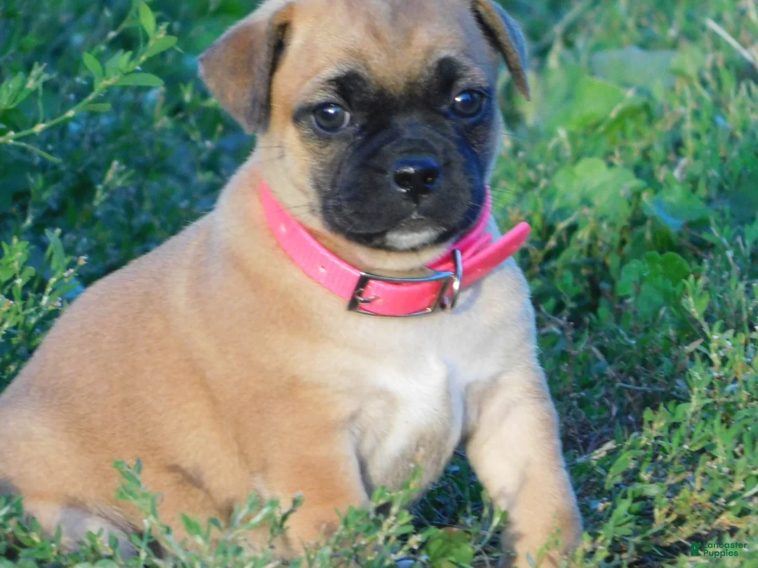 Jug dogs for sale: Peony - Ad 1