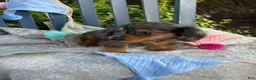 Miniature Dachshund dogs for sale: Tilly - Ad 12