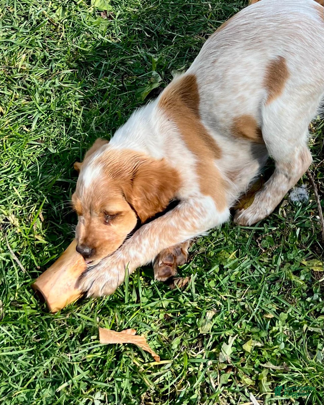 Brittany Spaniel dogs for sale: Autumn - Ad 1