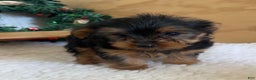Yorkshire Terrier dogs for sale: Randy - Ad 7