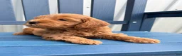 Mini Goldendoodle dogs for sale: Puppy #1….F1BB  - Ad 2