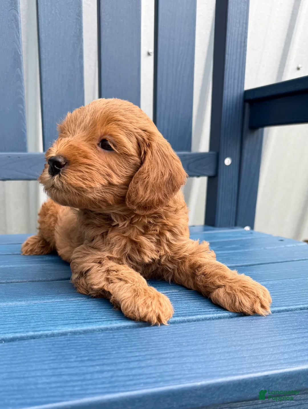 Mini Goldendoodle dogs for sale: Puppy #1….F1BB  - Ad 2