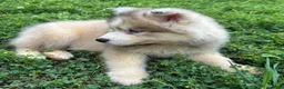 Siberian Husky dogs for sale: ROBBIE - Ad 11