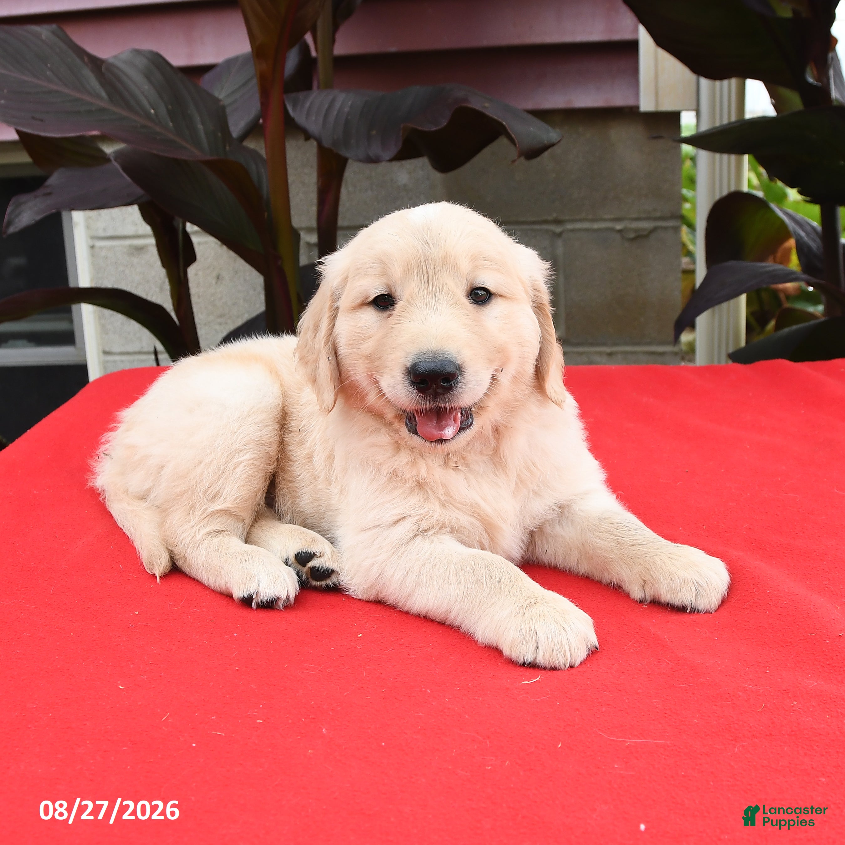 Golden Retriever dogs Conner - Ad 2