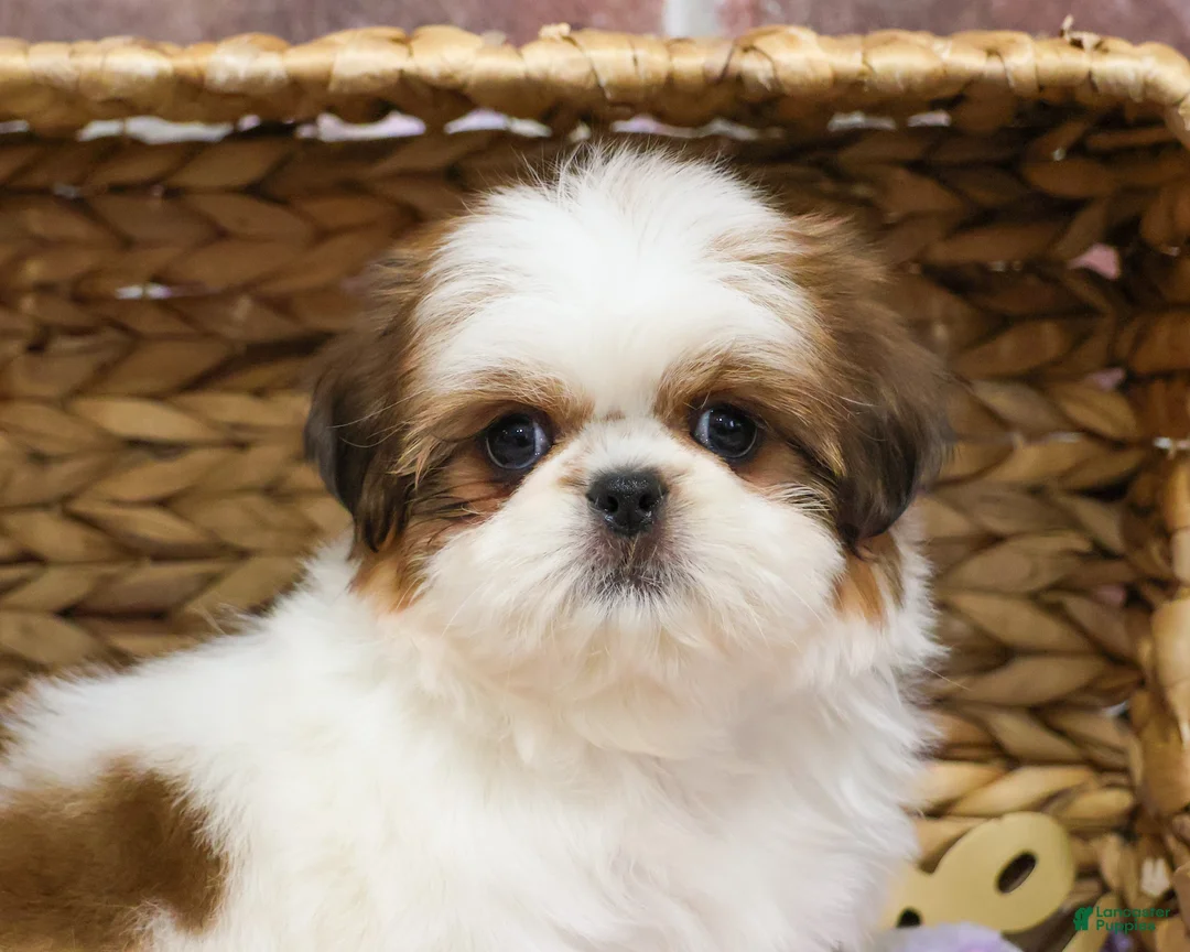 Shih Tzu dogs for sale: Dolly - Ad 8