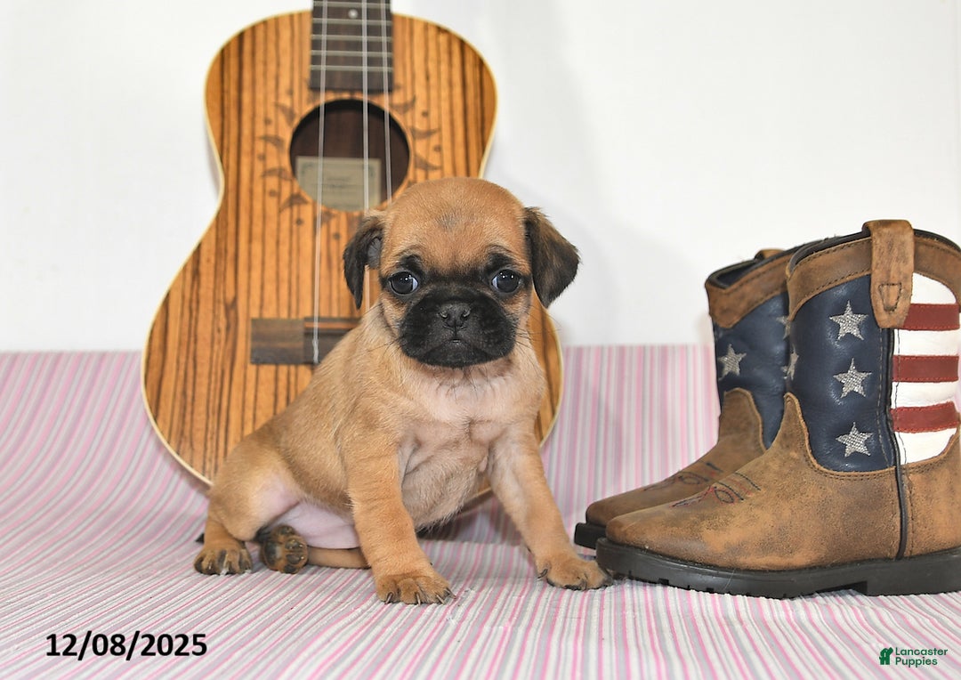 Jug dogs for sale: Ava - Ad 3