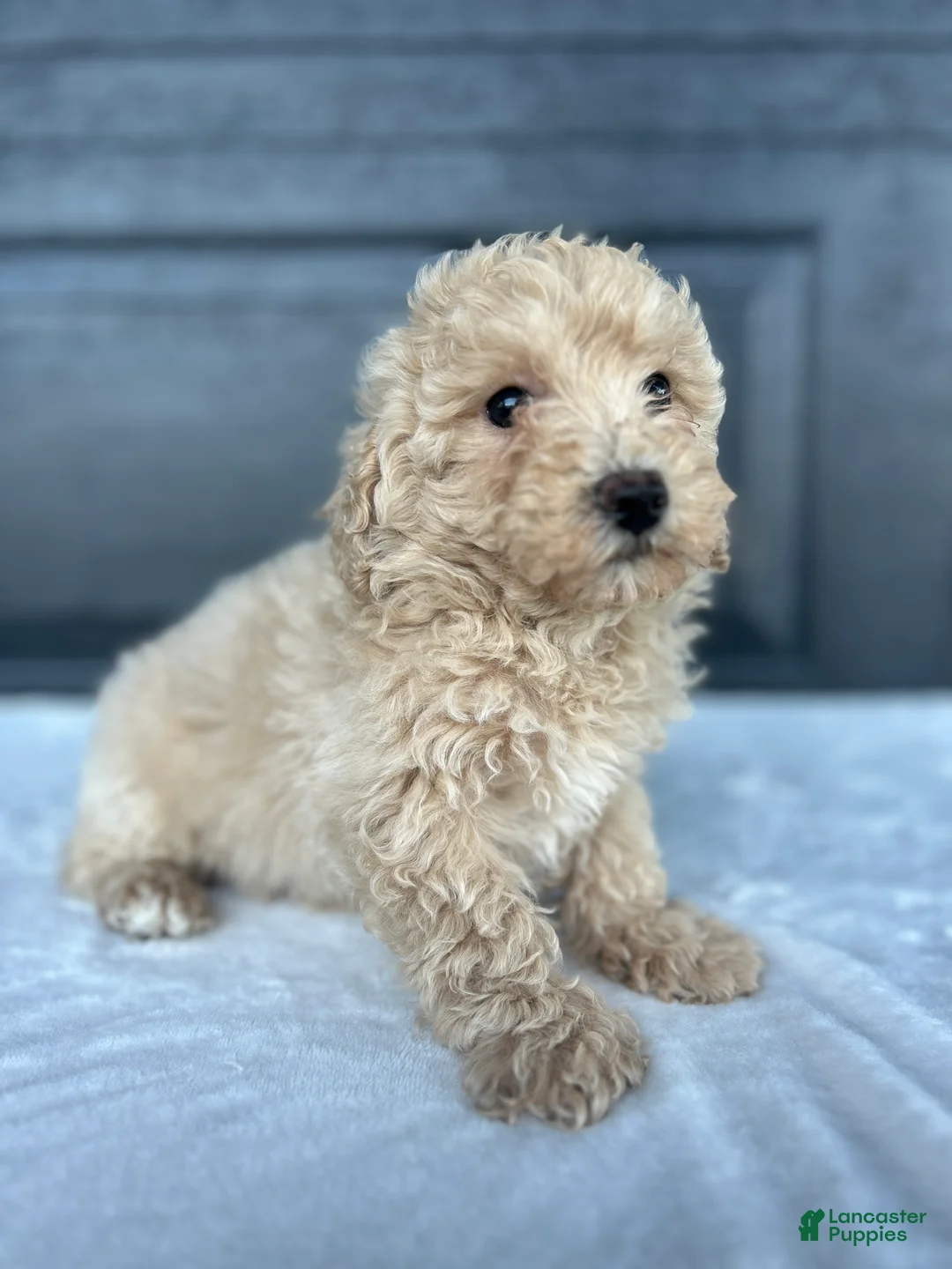 Bichpoo dogs for sale: Bichpoo Puppy 1 - Ad 1