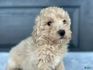 Bichpoo dogs Bichpoo Puppy 1 - Ad 33