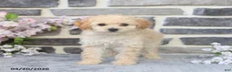 Miniature Poodle dogs for sale: Eva - Ad 4